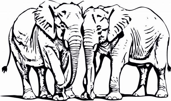 Elefant - der liebevolle graue Riese – Bild 2