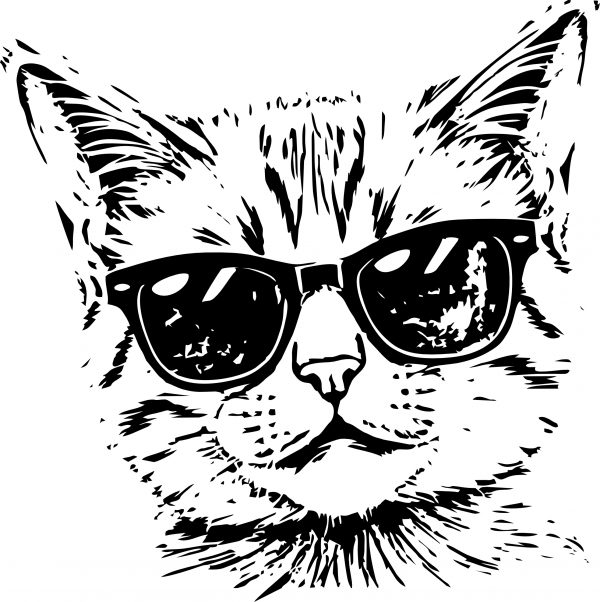 coole Katze – Bild 2
